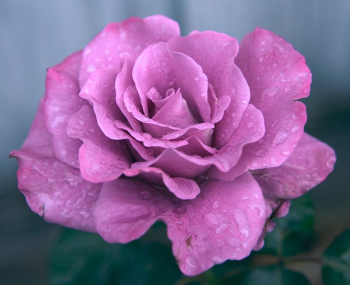 Angle Face after rain, Winter Park