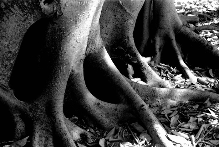 Banyan roots after Hurricane Cleo 2 Miami, FL