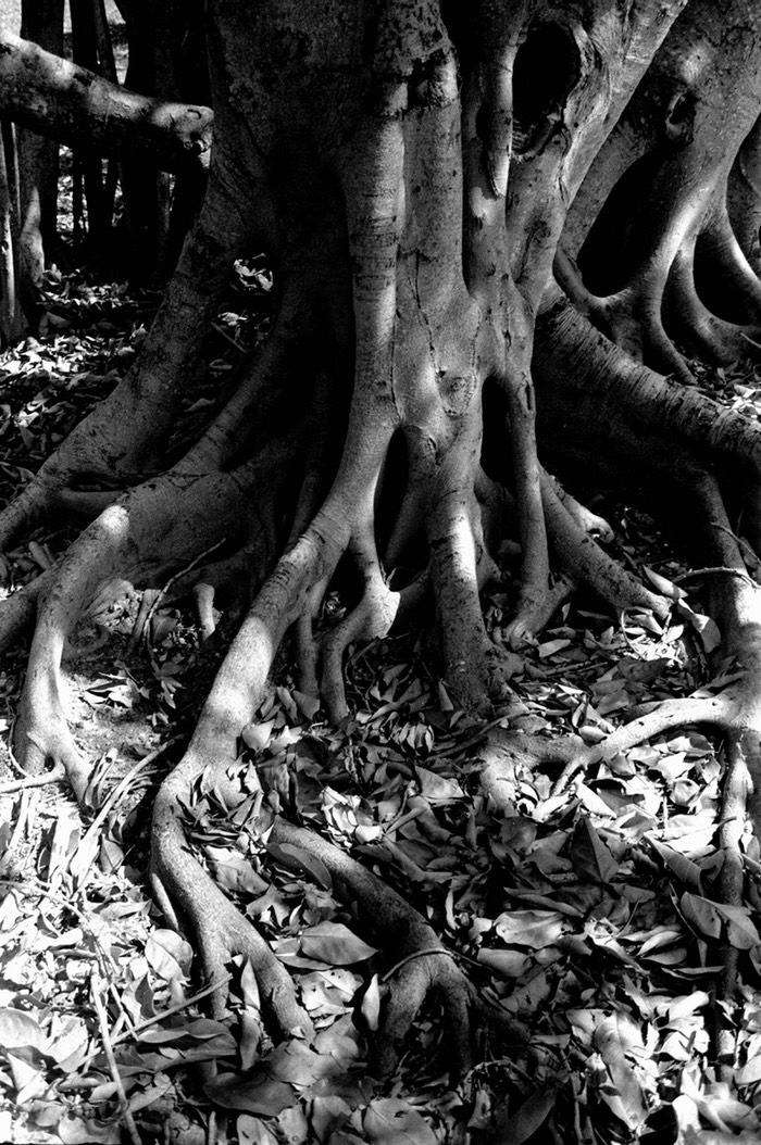 Banyan roots after Hurricane Cleo Miami, FL
