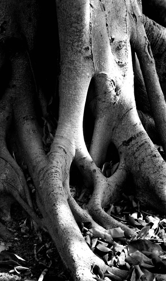 Banyan roots after Hurricane Cleo 4 Miami, FL