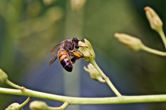 Bee on Avocado Blossom