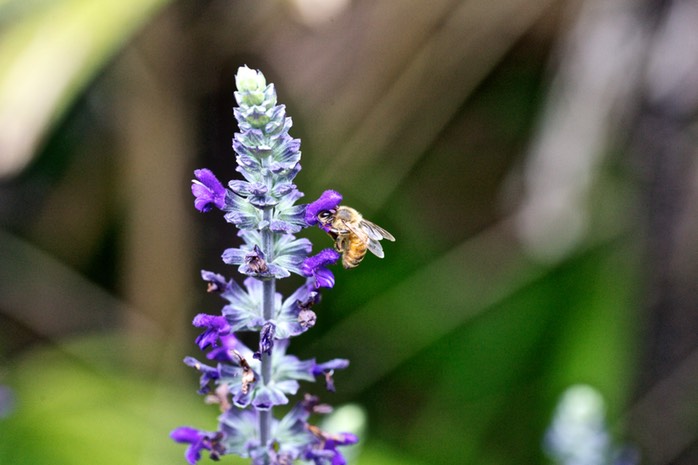 Bee on Salvia