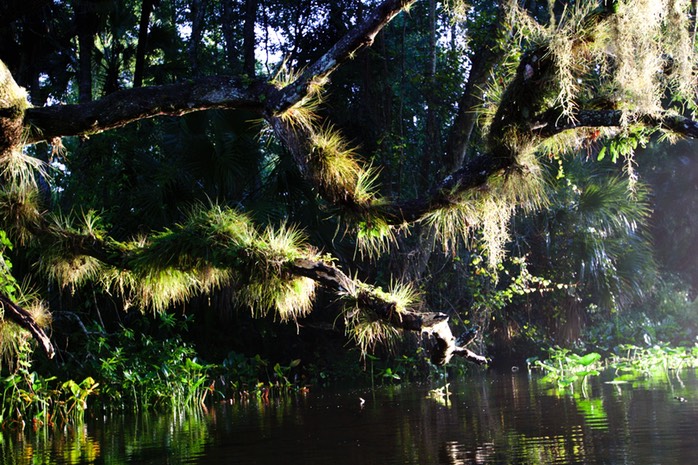 Bertram's Air Plants
