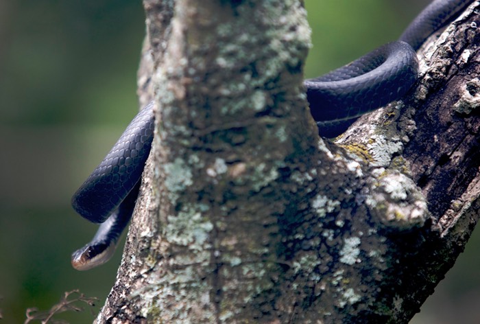 Black Snake Winter Park