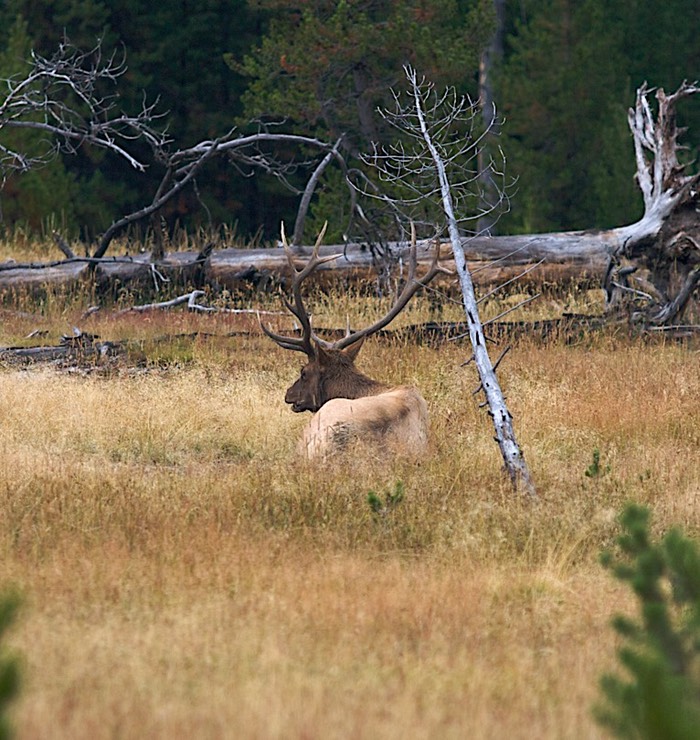 Bull Elk