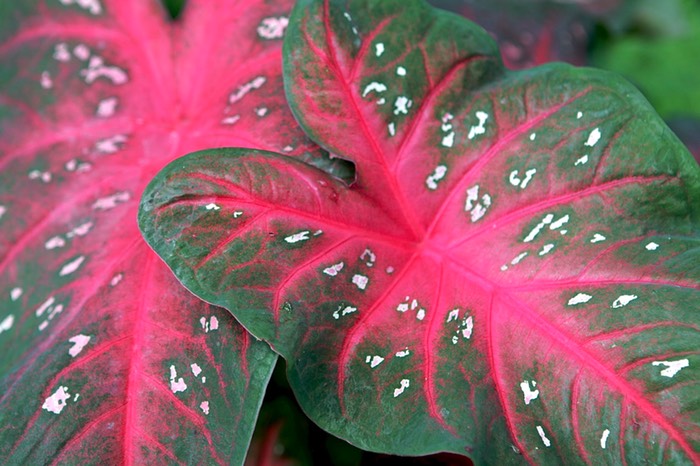 Caladium   Winter Park, FL