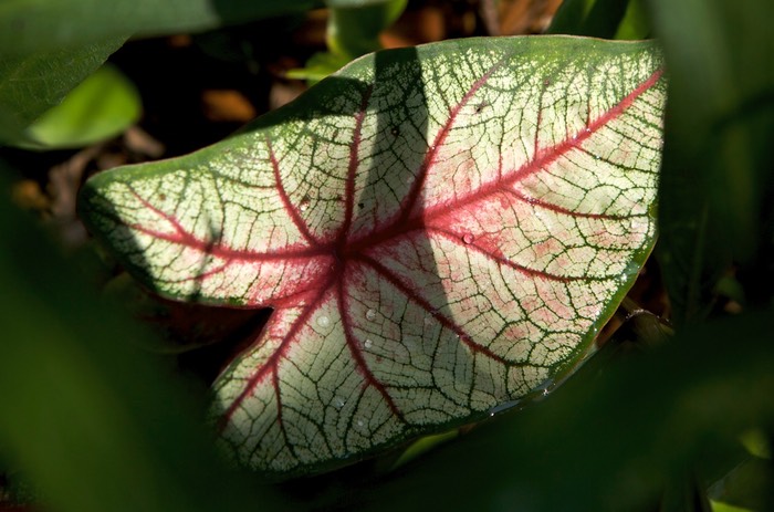 Caladium bud, Winter Park
