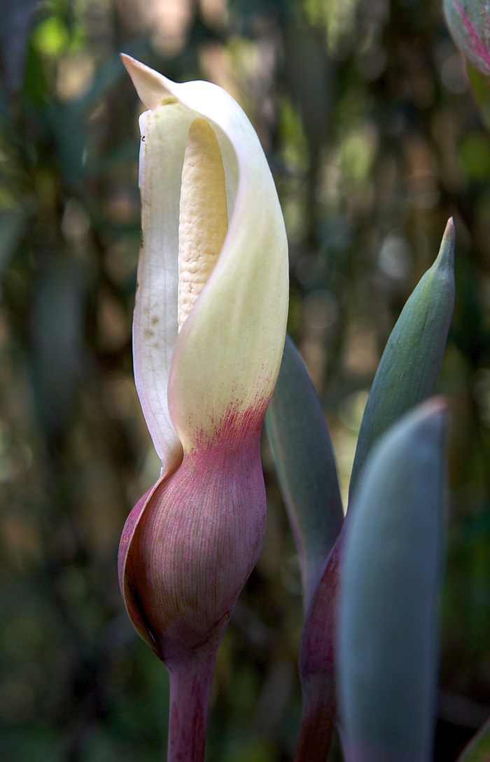 Caladium bud, Winter Park
