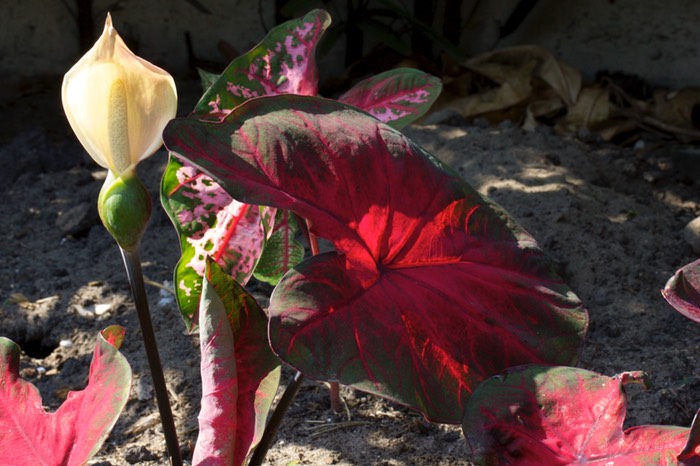 Caladium