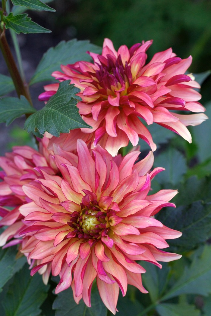 Dahlia