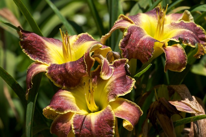Day Lily 1 Winter Park