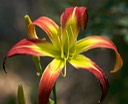 Day Lily 6 Winter Park