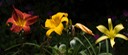Day Lily Trio