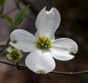 Dogwood     