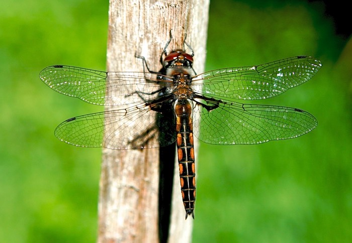 Dragonfly Winter Park, FL