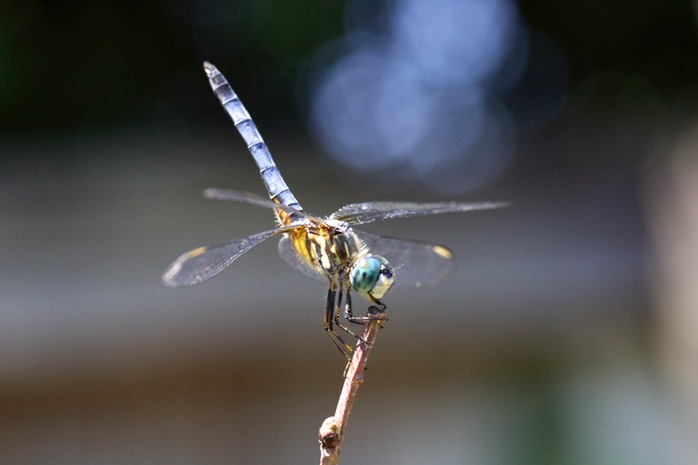 Dragonfly