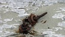 Driftwood and iron       