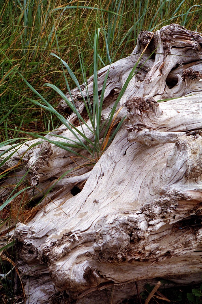 Driftwood Cannon Beach