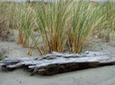 Driftwood west end of Stinson Beach       