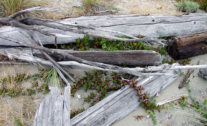Driftword and vines Stinson Beach        