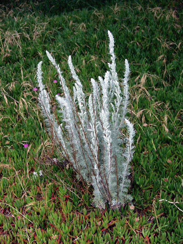 Dunes foliage      