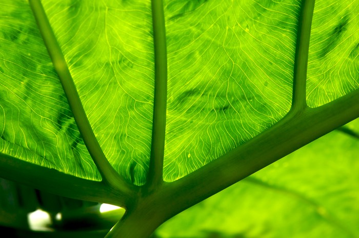 Elephant Ear - Winter Park