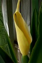 Elephant Ear Blossom