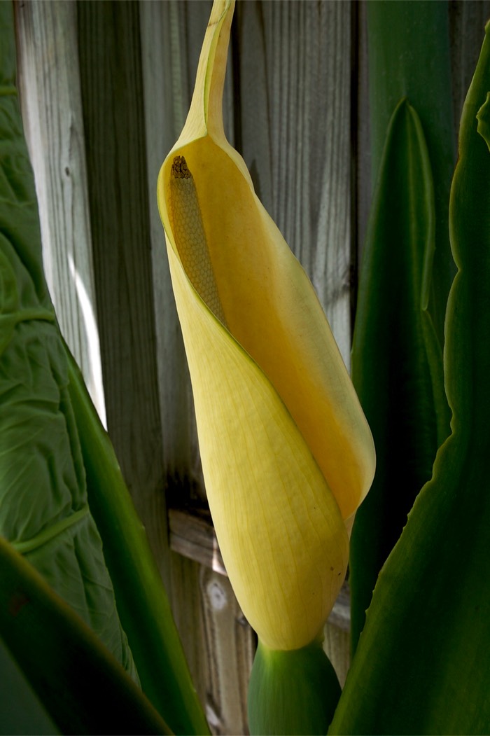 Elephant Ear Blossom