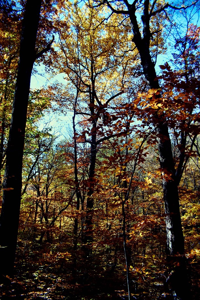 Fall foliage Vorhees State Park, NJ
