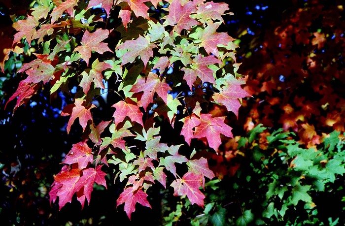 Fall leaves Fox Hollow GC, NJ