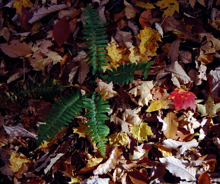 Fall patterns Vorhees State Park, NJ