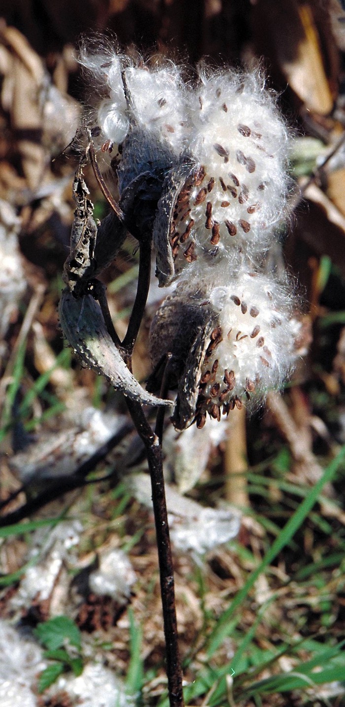 Fall seed pods, Somerset Cty, NJ