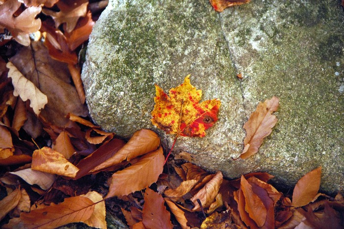 Fall still life, Vorhees State Park, NJ