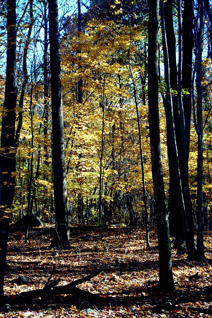 Fall trees Vorhees State Park, NJ