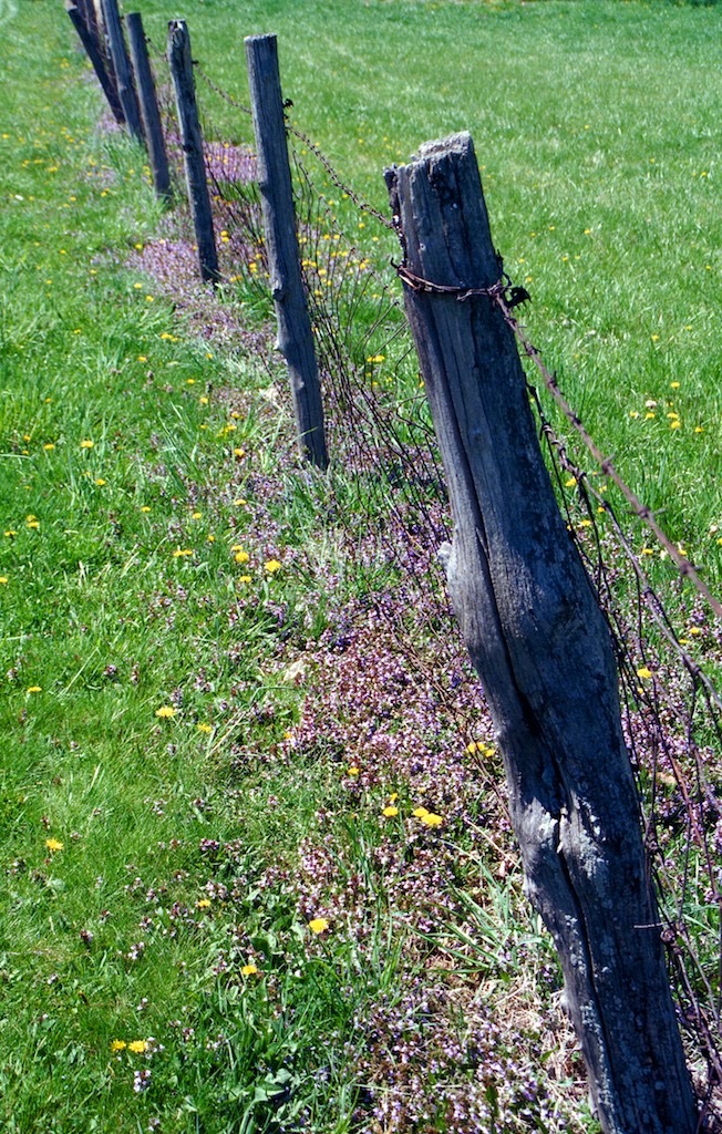 Fence and flowers Hunterdon, Cty, NJ