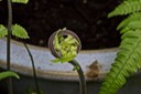 Fern Unfolding