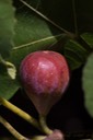 Fig