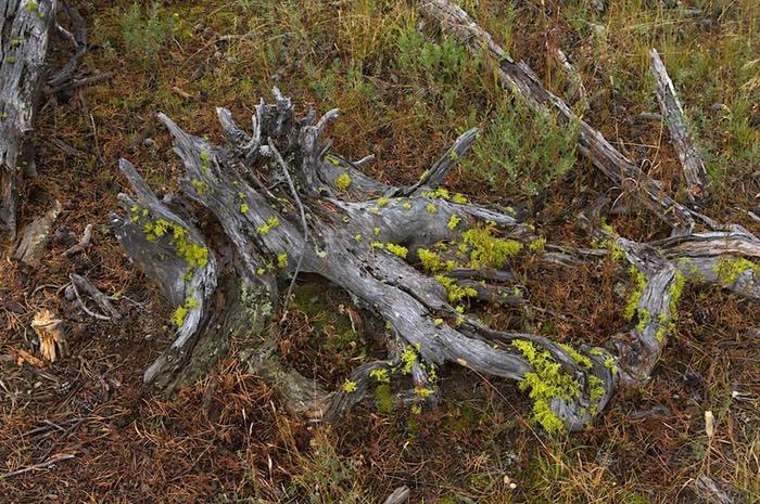 Fire remnant 2 Pocket Basin