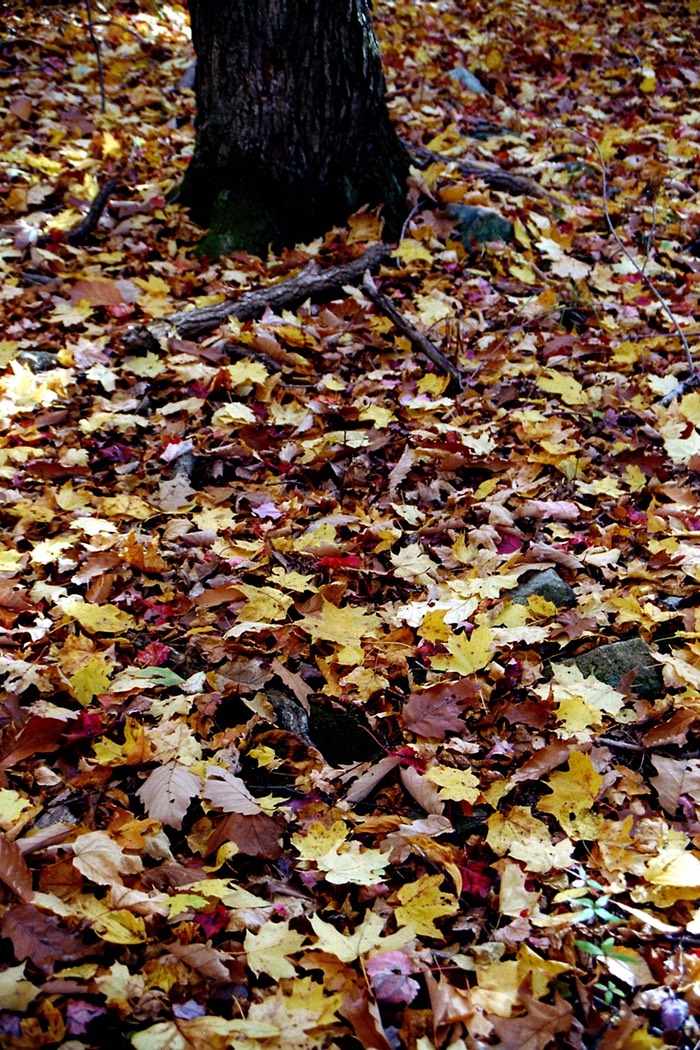 Forest floor Vorhees State Park, NJ