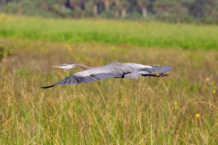 Great Blue Heron