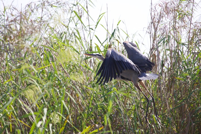 Great Blue Heron