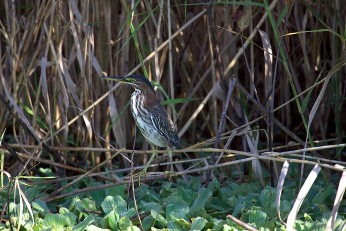 Green Heron