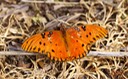 Gulf Fritillary
