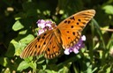 Gulf Fritillary
