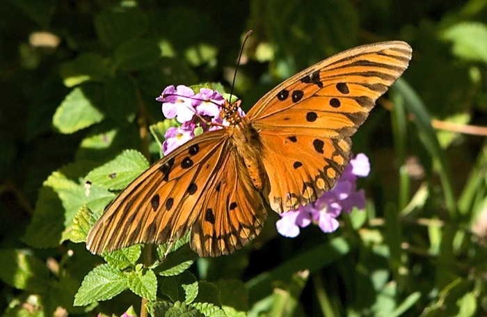 Gulf Fritillary