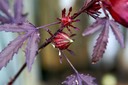 Hibiscus Red Cranberry bud