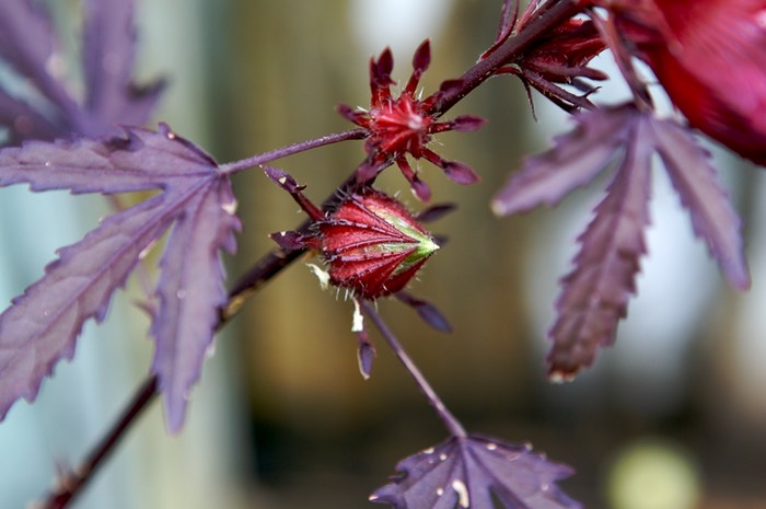 Hibiscus Red Cranberry bud
