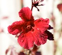 Hibiscus Red Cranberry blossom