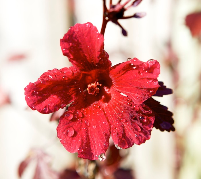 Hibiscus Red Cranberry blossom