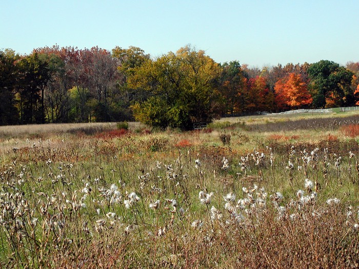 Horse farm meadow New Jersey         